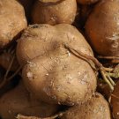 20 Count Vegetable SeedsTrue Jicama Seeds Common Yam Bean Root Potato Turnip