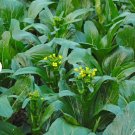 600 Count Vegetable Seeds Yu Choy Sum Seeds Chinese Green