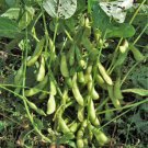 20 Count Vegetable Seeds Midori Giant Japanese Edamame Seeds