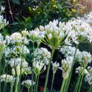 600 Count Vegetable Seeds Chinese Garlic Chives Seeds Perennial Herbs Flower Green Onion Scallion