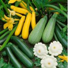 20 Count Vegetable Seeds 5 Species Summer Squash Mix Seeds