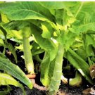 200 Count Vegetable Seeds Celtuce Seeds (Chinese Stem Lettuce