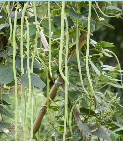 30 Count Vegetable Seeds Dark Green Yard Long Bean Seeds