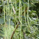 30 Count Vegetable Seeds Dark Green Yard Long Bean Seeds