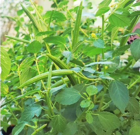 500 Count Vegetable Seeds Molokhia Seeds (Egyptian Spinach)