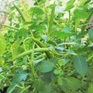 500 Count Vegetable Seeds Molokhia Seeds (Egyptian Spinach)
