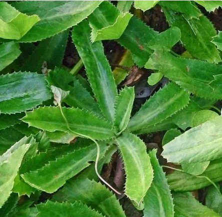 400 Count Vegetable Seeds Culantro Seeds Ngo Gai Mexican Coriander Shadow Beni Benhi Recao