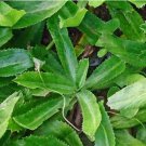 400 Count Vegetable Seeds Culantro Seeds Ngo Gai Mexican Coriander Shadow Beni Benhi Recao
