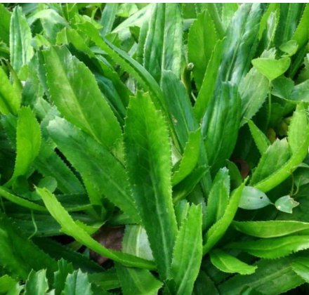 1200 Count Vegetable Seeds Culantro Seeds Ngo Gai Mexican Coriander Shadow Beni Benhi Recao
