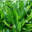 1200 Count Vegetable Seeds Culantro Seeds Ngo Gai Mexican Coriander Shadow Beni Benhi Recao