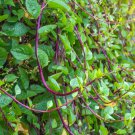 90 Count Vegetable Seeds Red Stem Malabar Spinach Seeds