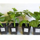 50 Count Vegetable Seeds Giant Malabar Spinach Ceylon Alugbati Leaf