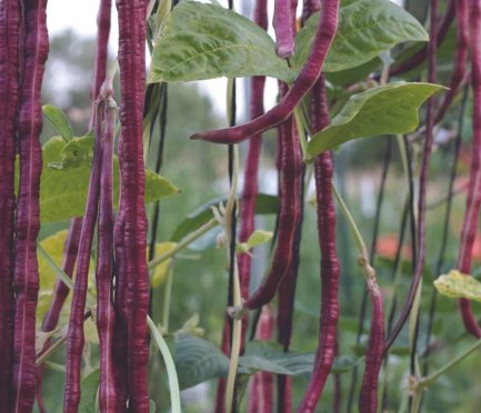 Purple Red String Green Asparagus Beans 30 Count Vegetable Seeds