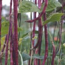 Purple Red String Green Asparagus Beans 30 Count Vegetable Seeds