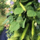 Winged Bean Seeds Dragon Horned Four Angled Asparagus 10 Count Vegetable Seeds
