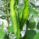 Winged Bean Seeds Dragon Horned Four Angled Asparagus 30 Count Vegetable Seeds