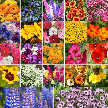 Birds, Bees, Butterflies Pollinator Mix Flower Seeds 250 Count Flower Seeds