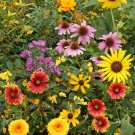 750 Count Flower Seeds Birds, Bees, Butterflies Pollinator Mix Flower Seeds