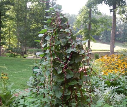 Red Stem Malabar Spinach Seeds 50 Count Vegetable Seeds