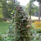Red Stem Malabar Spinach Seeds 50 Count Vegetable Seeds