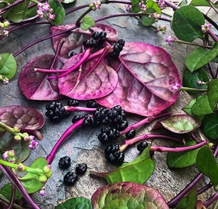 150 Count Vegetable Seeds Red Stem Malabar Spinach Seeds