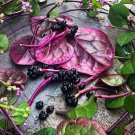 150 Count Vegetable Seeds Red Stem Malabar Spinach Seeds