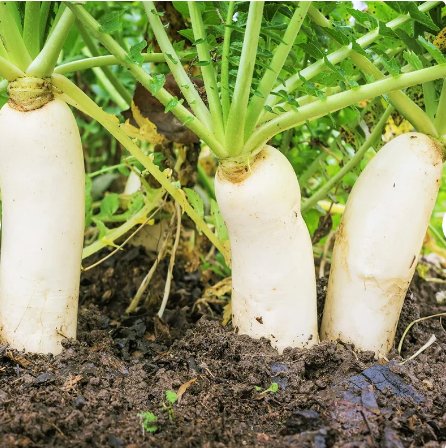 300 Count Vegetable Seeds Daikon Radish Japanese Winter White Carrot Korean Mu Mooli