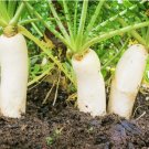 300 Count Vegetable Seeds Daikon Radish Japanese Winter White Carrot Korean Mu Mooli