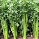 300 Count Vegetable Seeds Chinese Celery Seeds (Leafy Celery)