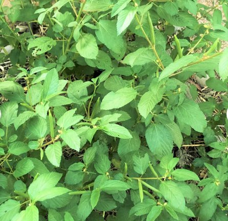 500 Count Vegetable Molokhia Seeds (Egyptian Spinach) Seeds