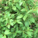 500 Count Vegetable Molokhia Seeds (Egyptian Spinach) Seeds