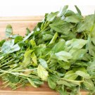 1500 Count Vegetable Molokhia Seeds (Egyptian Spinach) Seeds