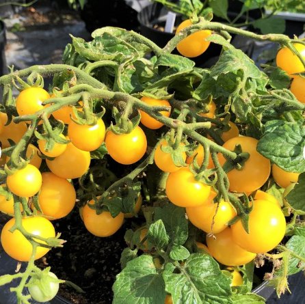 90 Count Vegetable Sungold Yellow Patio Tomato Seeds