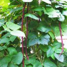 90 Count Vegetable Purple Mart Yard Long Bean Seeds