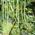 30 Count Vegetable Yu Long Yard Long Bean Seeds