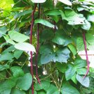 90 Count Vegetable Yu Long Yard Long Bean Seeds