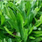 200 Count Vegetable Culantro Seeds Ngo Gai Mexican Coriander Shadow
