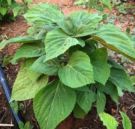 200 Count Vegetable Korean Perilla (Shiso) Seeds KKaennip Gaennip Sesame Beefsteak