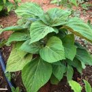 200 Count Vegetable Korean Perilla (Shiso) Seeds KKaennip Gaennip Sesame Beefsteak