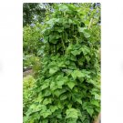 30 Count Vegetable Qing Bian Romano Bean Seeds (Pole) Giant