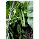 90 Count Vegetable Qing Bian Romano Bean Seeds (Pole) Giant