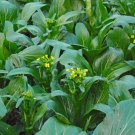 600 Count Vegetable Yu Choy Sum Seeds Asian Chinese Green Vegetable Broccoli