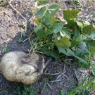 20 Count Vegetable True Jicama Seeds Garden Vegetable Common