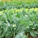 200 Count Vegetable Chinese Broccoli Seeds Jie Lan Gai Lan Rapini