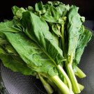 600 Count Vegetable Chinese Broccoli Seeds Jie Lan Gai Lan Rapini