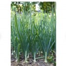200 Count Vegetable Tokyo Long Bunching Green Onion Seeds Scallion Spring Onions