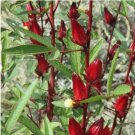 100 Count Vegetable Red Hibiscus Roselle Seeds Hibiscus sabdariffa Burmese