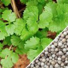 200 Count Vegetable Leisure Cilantro Seeds Slow Bolting Mexican Coriander Culantro Parsley