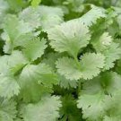 600 Count Vegetable Leisure Cilantro Seeds Slow Bolting Mexican Coriander Culantro Parsley