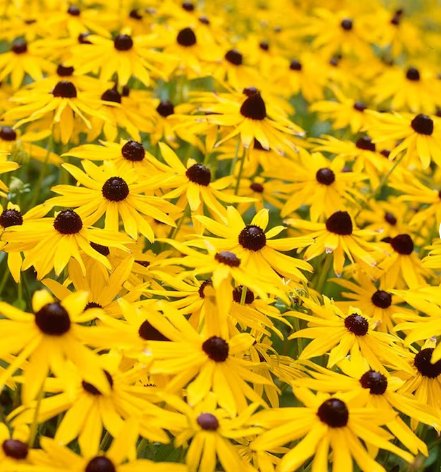 500 Count Black Eyed Susan Flower Seeds For Garden Sunflowe